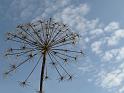 Ombelle (4)